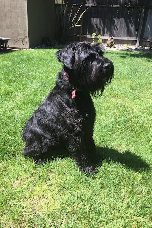 Winston winston