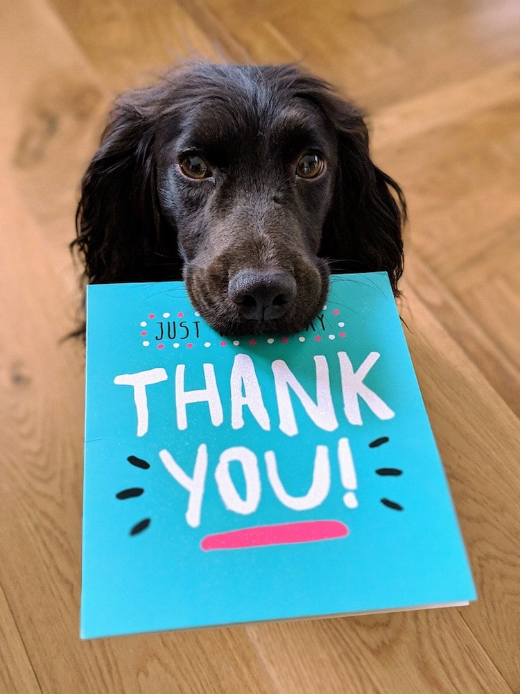 thank-you thank-you