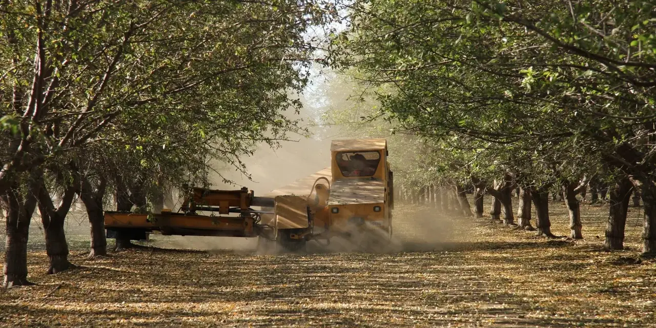 Almond harvest in Butte County, California